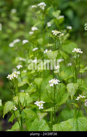 Aglio senape (Alliaria petiolata) fiorente in primavera in Cornovaglia Foto Stock