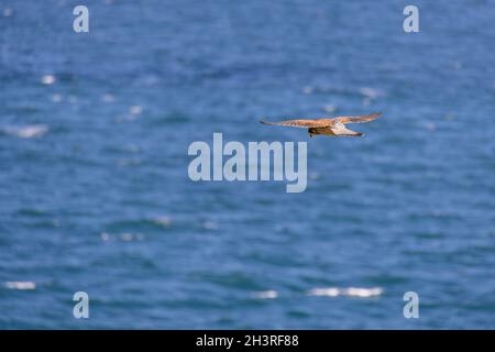 Kestrel (Falco tinnunculus) Sorpassare le scogliere di Porthgwidden in cerca di preda Foto Stock