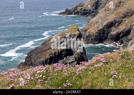 Sea Pinks fiorisce nella campagna aspra intorno a Kynance Cove Foto Stock