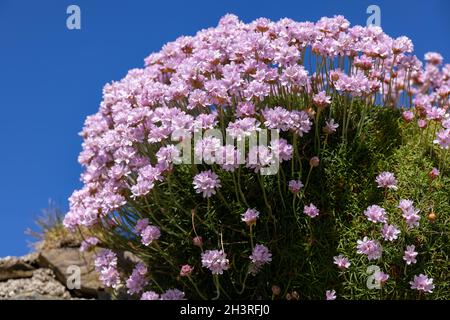 Sea Pinks (Armeria) fiorisce in primavera a St Ives in Cornovaglia Foto Stock