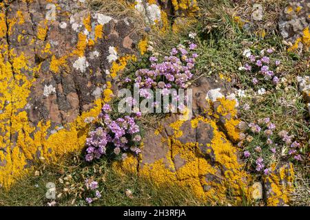 Sea Pinks fiorisce nella campagna aspra intorno a Kynance Cove Foto Stock