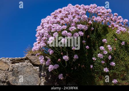 Sea Pinks (Armeria) fiorisce in primavera a St Ives in Cornovaglia Foto Stock