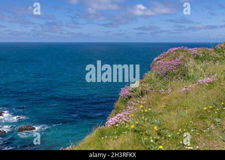 Sea Pinks fiorisce sulle scogliere a Hells bocca vicino Hayle in Cornovaglia Foto Stock