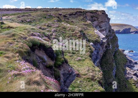 Sea Pinks fiorisce sulle scogliere a Hells bocca vicino Hayle in Cornovaglia Foto Stock