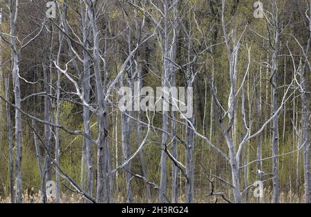 Alberi morti nella foresta come sfondo. Foto Stock