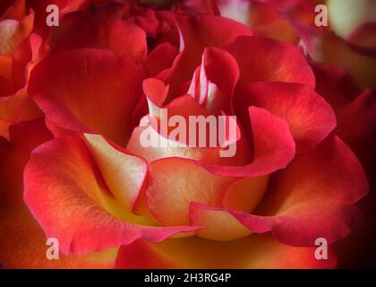 Primo piano di una rosa rossa e gialla Foto Stock