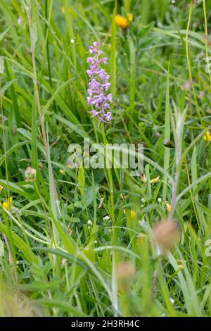 Gesso fragrante Orchidea (Gymnadenia conopsea) a Wye Downs in Kent, Regno Unito Foto Stock