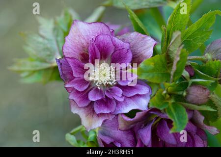 Lenten hellebore o Natale rosa doppio Dark Red fiori in primavera. Hellebores semi fiori doppi ai bordi di un sentiero nel giardino. Foto Stock