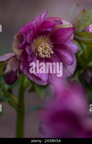 Rosa di Natale o fiori primavera di hellebore che si posiziona in semi ombra. Hellebores Double Crown Rose fiore. Ibridi di hellebore o hellebore nero. Foto Stock