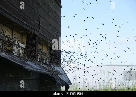 API mellifera, ape del miele occidentale, sciame Foto Stock