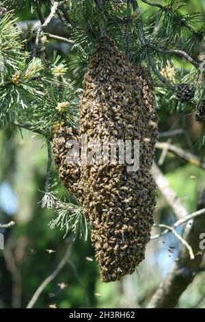 API mellifera, ape del miele occidentale, sciame Foto Stock
