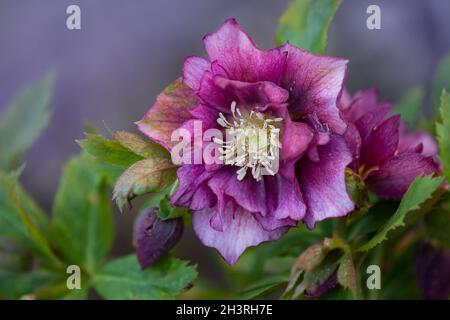 Helleborus niger in un giardino boscoso. Fiore di rose di Helleborus in giardino in primavera. Rosa invernale o fiore rosa natalizio doppio Ellen Pink Spoted Foto Stock