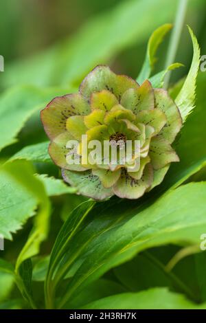 Fiori di rosa di Natale o di rosa di quaresimale o di rosa di neve. Doppio rosa Hellebore Helleborus orientalis doppio verde Spotted fiore che cresce in inverno Foto Stock