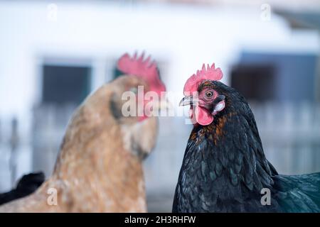 Pollo nel proprio giardino, vicino alla testa Foto Stock