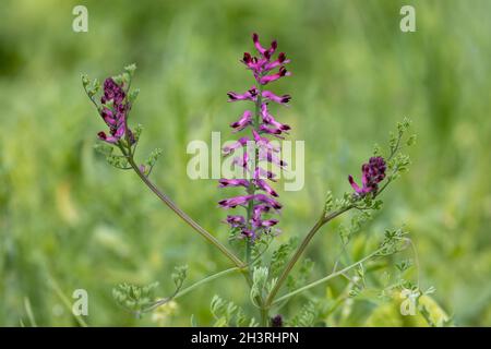 Fumorio fiorito denso (Fumaria densiflora) presso la Riserva agricola di Ranscombe nel Kent Foto Stock