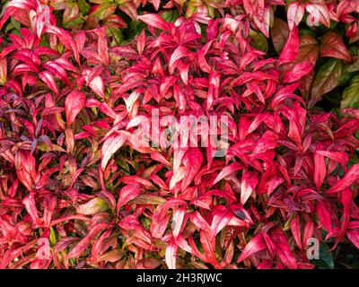 Il caratteristico fogliame rosso brillante della potenza di fuoco di Nandina domestica Foto Stock