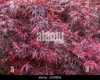 Il rosso profondo dissecato foglie autunnali di Acer palmatum var. Dissectum Foto Stock