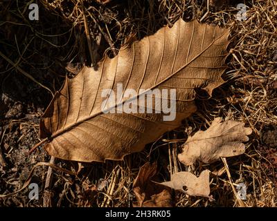 Un primo piano di una foglia bruna caduta bruna e testurizzata di una castagna dolce - Castanea sativa Foto Stock