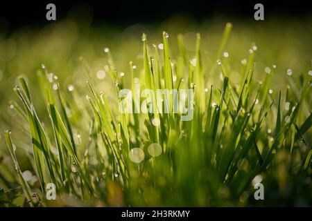 Erba con gocce di rugiada su un prato in anticipo mattina all'alba Foto Stock