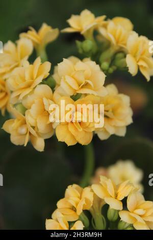 Fiori gialli Foto Stock