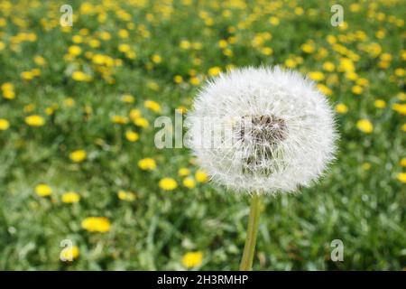 Fiori di dente di leone con semi volanti in prato verde. Foto Stock