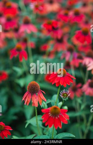 Echinacea fiore redconeflower per insetti e Bee amichevole giardino Foto Stock