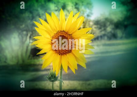 Una foto di un girasole in un giardino con copyspace Foto Stock
