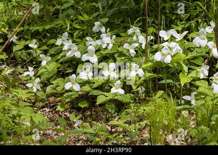 Il trillio bianco (Trillium grandiflorum) La pianta è originaria del Nord America orientale Foto Stock