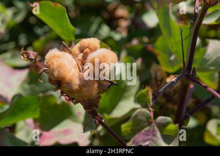 Cotone marrone sano e naturale coltivato nella regione di Cukurova in Turchia. Foto Stock