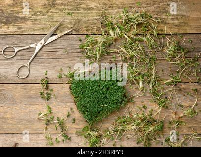 Germogli verdi di chia, rucola e senape su un tavolo da tavole di legno grigio Foto Stock