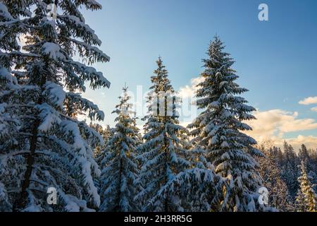 Paesaggio invernale aereo con alberi spruse di foresta innevata in montagne fredde in serata. Foto Stock