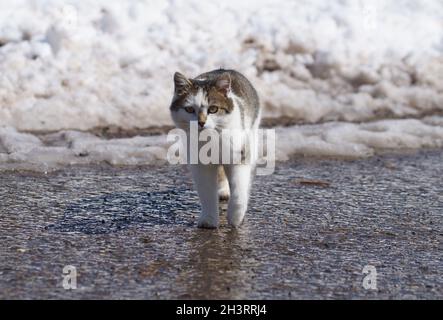 cat che cammina su strade bagnate e scivolose in inverno, neve e ghiaccio Foto Stock