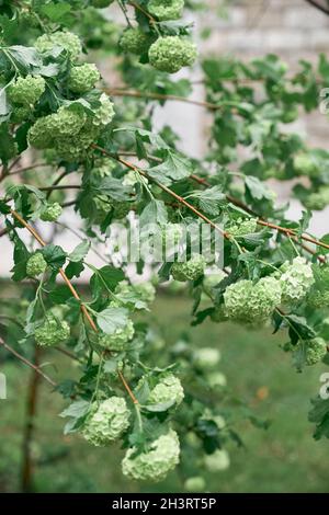 Fioritura verde idrangea cespuglio primo piano Foto Stock