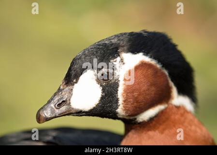 Anatra Foto Stock