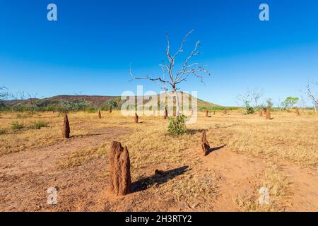 Tumuli termiti lungo la remota Buchanan Highway, che prende il nome dal famoso pioniere e pastorialista Nat Buchanan, Northern Territory, NT, Australia Foto Stock