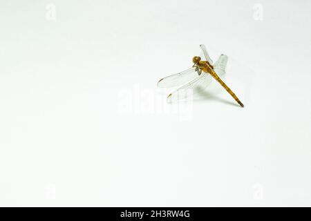 Libellula gialla su sfondo bianco. A sinistra è presente uno spazio di testo. Foto Stock