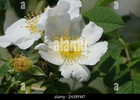 Rosa canina var. Alba, dogrose a fiore bianco Foto Stock