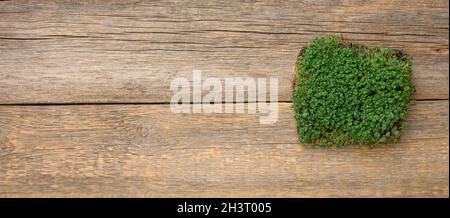 Germogli verdi di chia, rucola e senape su un tavolo da tavole di legno grigio, vista dall'alto Foto Stock