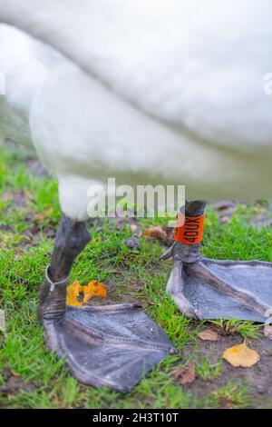 Mute Swan (Cygnus olor). Piedi a nastro e gambe ad anello o con fasce. Consentire l'identificazione a vita del singolo uccello da parte dei lavoratori del team BTO di ricerca Foto Stock