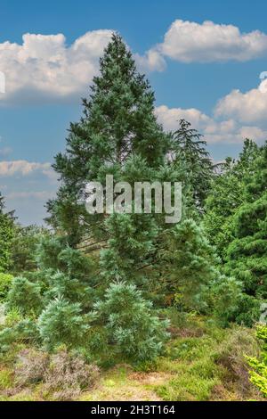 Primo piano di sequoia gigante, Sequoiadendron giganteum 'Hazel Smith', uno speciale clone di sequoia gigante con eccezionale colore blu in piedi in una foresta Foto Stock