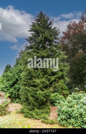 Abete caucasico o Abete orientale, Picea orientalis Aureospicata, è un abete originario del Caucaso e appartiene alla famiglia delle Pinaceae Foto Stock