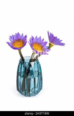 Tre gigli d'acqua in vaso di vetro isolato Foto Stock