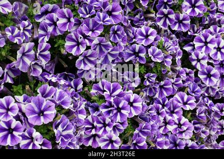 Petunie Foto Stock