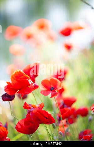 Fiori di campo papavero rosso, papaver roeas, tra erba verde in un giorno di sole Foto Stock