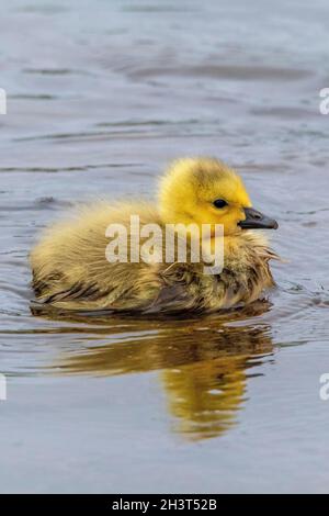 Canada Goose goings al Presque Isle state Park Foto Stock