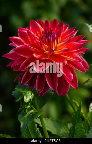 Gioielleria Dahlia, Bettina Tietjen, presentatrice televisiva Foto Stock