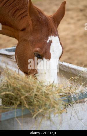 Cavallo mangiare fieno in una fattoria a Herrenkrug vicino a Magdeburg In Germania Foto Stock