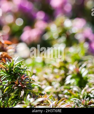 Sfondo verde di lunghi steli di diffusione, fogliame e gemme di fiori striscianti Phlox nel giardino Foto Stock