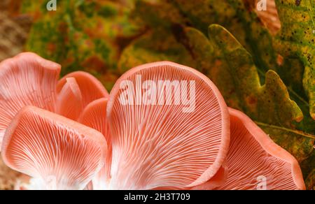 Funghi di ostrica rosa sparati dall'alto su uno sfondo autunnale foresta con foglie di quercia e legno di albero con una fonte di penlight dura che raccoglie i dettagli. Foto Stock