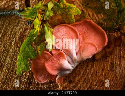 Funghi di ostrica rosa sparati dall'alto su uno sfondo autunnale foresta con foglie di quercia e legno di albero con una fonte di penlight dura che raccoglie i dettagli. Foto Stock